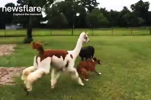 Llama Chases Farm Dog To Protect Pig