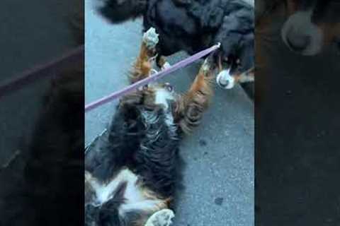 Bernese Mountain Dog Is Done Walking