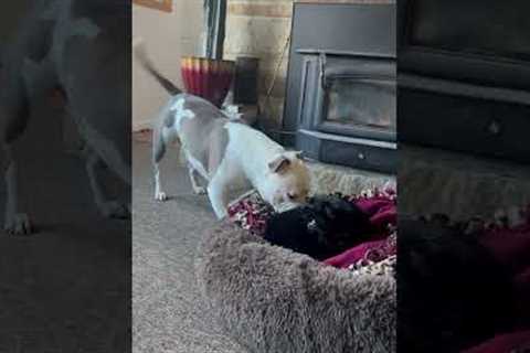 Cat Has Stolen Desperate Dog's Bed