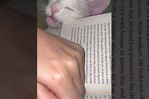 Funny Cat Eats Book For Attention