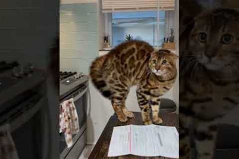 Crazy Cat Reaction To Wearing Hair Towel