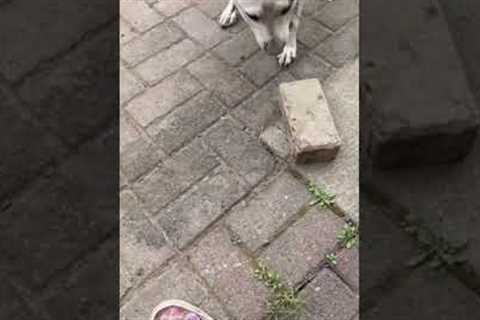 Dog Tries To Play Fetch With Brick