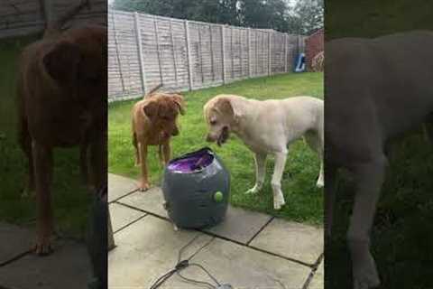 Labradors Have Fun With Ball Launcher