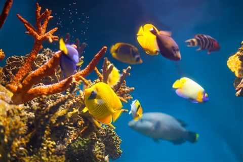 Peces tropicales: descubre las especies más coloridas - El blog más completo sobre peces