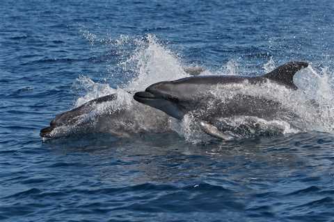 Los delfines adaptan su esperma para reproducirse en el agua - El blog más completo sobre peces