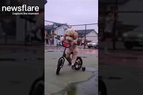 Giant Poodle Rides Bicycle In China || Newsflare