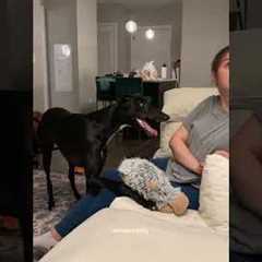 Funny Greyhound Wants To Play