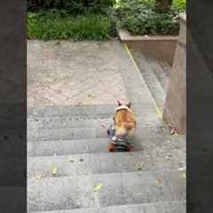 Skateboarding Corgi Goes Down Stairs