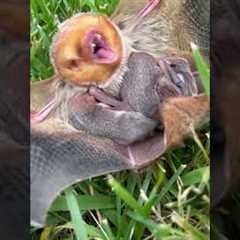 Baby Bat Clings To Mother