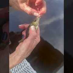 Mom Feeds Fish Before Release