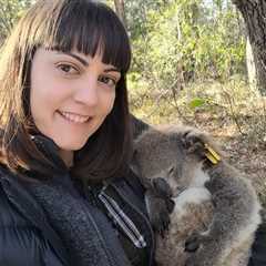 Koalas Can Predict the Hottest Summer Days and Lower Their Body Temperatures Accordingly, Study..