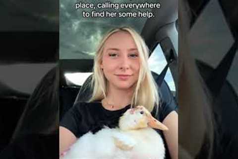 Girl Saves Abandoned Duck