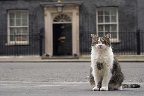 Downing Street Mouse-Catcher Larry 'Threatened' by Keir Starmer's Family Cat JoJo