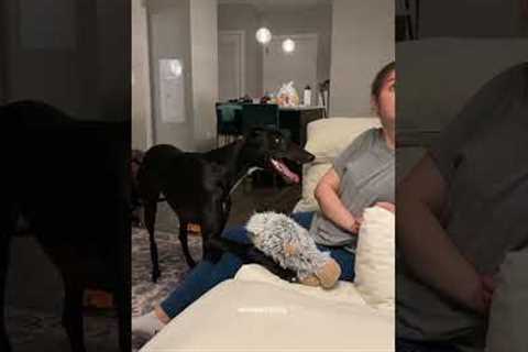 Funny Greyhound Wants To Play