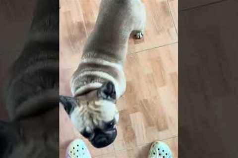 French Bulldog Uniquely Asks For Attention