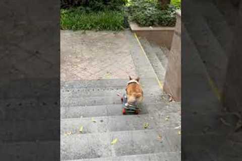 Skateboarding Corgi Goes Down Stairs