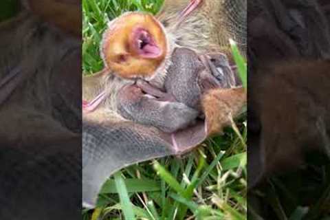 Baby Bat Clings To Mother