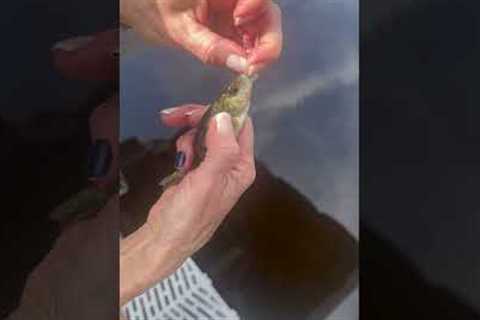 Mom Feeds Fish Before Release