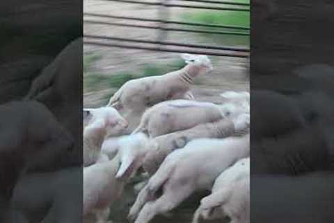 Best Sheepdog Ever Funny Moment