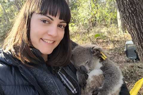 Koalas Can Predict the Hottest Summer Days and Lower Their Body Temperatures Accordingly, Study..