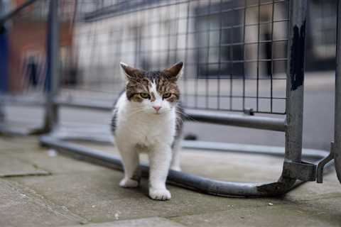 Larry the Cat Visits Vets Over Arthritis