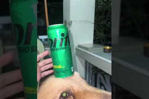 Dog Is The Perfect Cup Holder