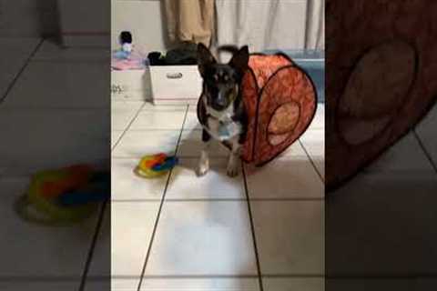 Silly Dog Gets  Stuck in Pop-Up Tent