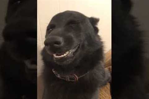 Owner Films Her Hilarious Smiling Dog