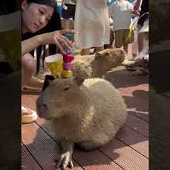 Woman Plays Jenga On Capybara's Head