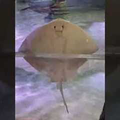 Cute Stingray Makes Visitors Laugh