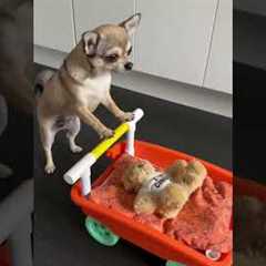 Cute Chihuahua Pushes Toy Pram