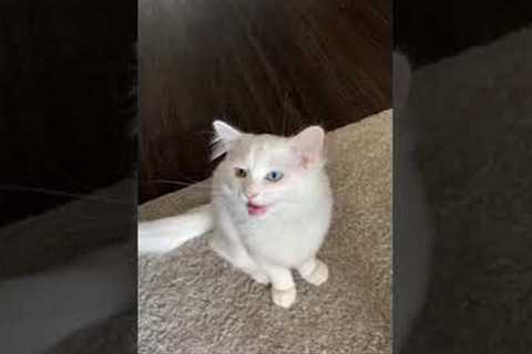 Adorable Cat Does Hungry Meows!