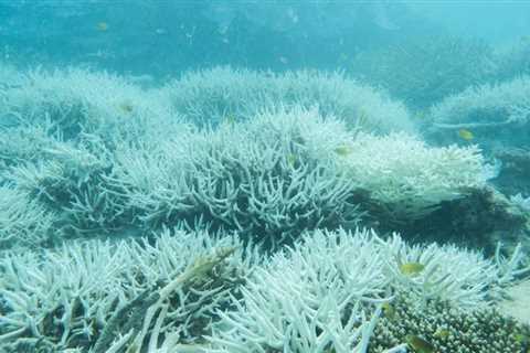 Warmest Sea Surface Temperatures in 400 Years Present ‘Existential Threat’ to Great Barrier Reef,..