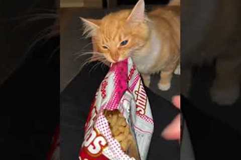 Rude Cat Tries To Steal Owner's Chips