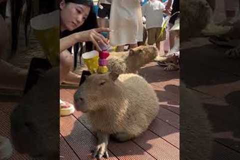 Woman Plays Jenga On Capybara's Head