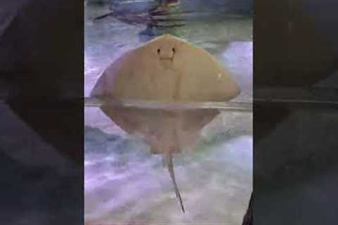 Cute Stingray Makes Visitors Laugh