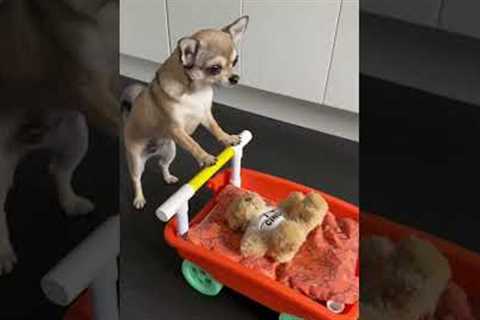 Cute Chihuahua Pushes Toy Pram