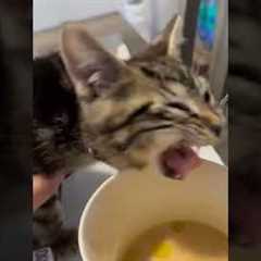 Funny Kitten's Reaction To Coffee Taste