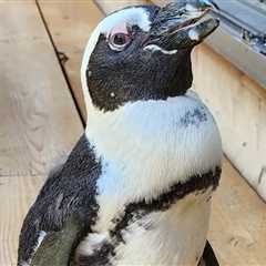 Japan Penguin Found Safe 2 Weeks After Escape, Keeper Calls It A Miracle