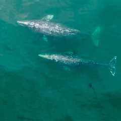 Gray whales in the Pacific Northwest are getting shorter, study says