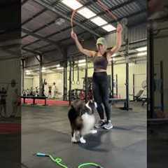 Border Collie Jumps Rope With Owner