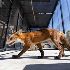 How Big Bear Zoo evacuated animals from Line fire threat