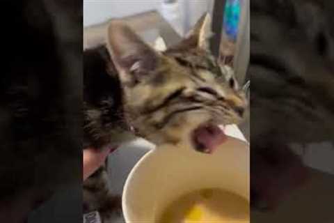 Funny Kitten's Reaction To Coffee Taste