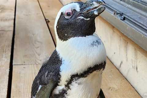 Japan Penguin Found Safe 2 Weeks After Escape, Keeper Calls It A Miracle