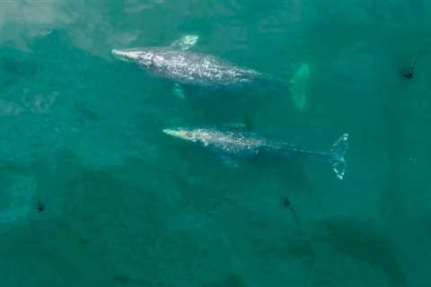 Gray whales in the Pacific Northwest are getting shorter, study says