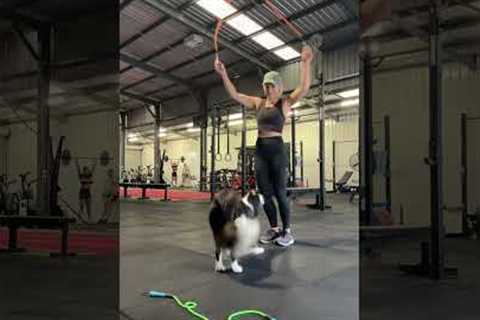 Border Collie Jumps Rope With Owner