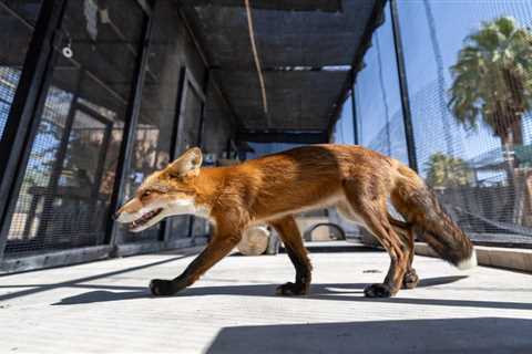 How Big Bear Zoo evacuated animals from Line fire threat