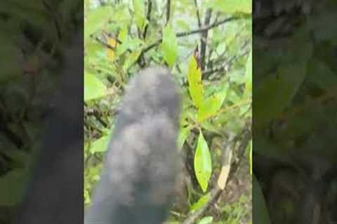 Crazy Hiker Slides On Wet Mountain