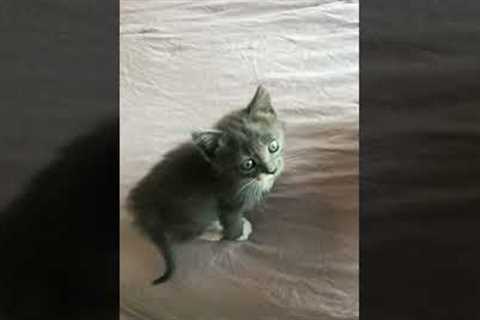 Tiny Kitten Climbs Up the Bed