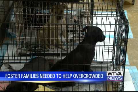 Foster families needed to help overcrowded animal shelters in Tupelo